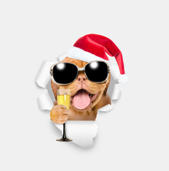 Happy puppy wearing sunglasses and red santa hat holding glass of champagne and looking through a hole in white paper