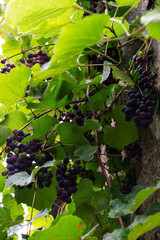 clusters of ripe wine grapes hanging over a stone wall