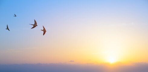 abstract beautiful peaceful summer morning sky background; sunrise new day and flying flock of birds - 527789329