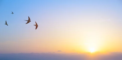 Foto op Plexiglas abstract beautiful peaceful summer morning sky background  sunrise new day and flying flock of birds © Konstiantyn