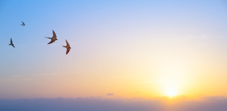 abstract beautiful peaceful summer morning sky background; sunrise new day and flying flock of birds