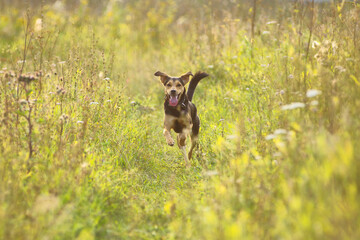 A puppy of a Lithuanian hound dog runs quickly through the field and grass in summer