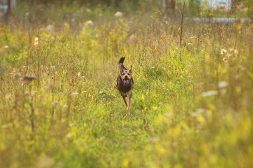 A puppy of a Lithuanian hound dog runs quickly through the field and grass in summer