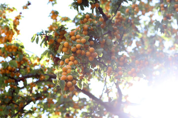 Fototapeta premium ripe yellow plums on the branches of the tree