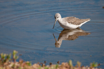 Common greenshank Tringa nebularia. Pond of Maspalomas. Maspalomas. San Bartolome de Tirajana. Gran Canaria. Canary Islands. Spain.
