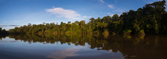 Amazonia -  wall of green tropical forest of the Amazon jungle, green hell of the Amazonia. Selva on the border of Brazil and  Peru. Yavari river in Javari Valley, (Valle del Yavarí) South America. - 527790331