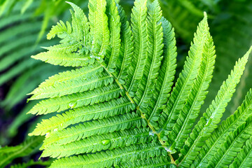 A fern leaf with droplets close-up in sunlight