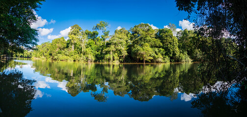 Amazonia -  wall of green tropical forest of the Amazon jungle, green hell of the Amazonia. Selva...