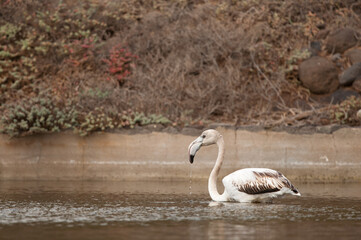 Juvenile greater flamingo Phoenicopterus roseus in a pond. Vargas. Aguimes. Gran Canaria. Canary Islands. Spain.