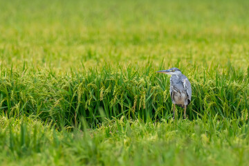 A grey heron (Ardea cinerea) on a rice field