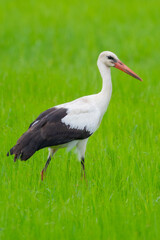 Obraz na płótnie Canvas A white stork (Ciconia ciconia) on a rice field
