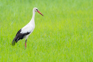 A white stork (Ciconia ciconia) on a rice field