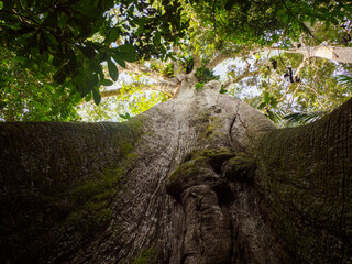 Amazonia