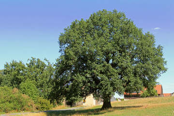 Fototapeta premium Eiche