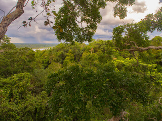 Plant, South America