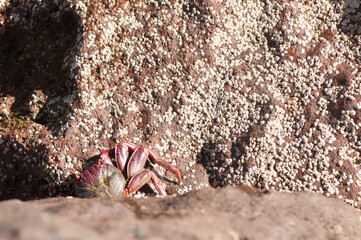 Rock crab Grapsus adscensionis. Los Tres Peos Beach. Aguimes. Gran Canaria. Canary Islands. Spain.