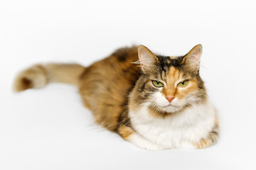 Tri-color long fur Calico cat is lying, looking at the camera on light gray background.