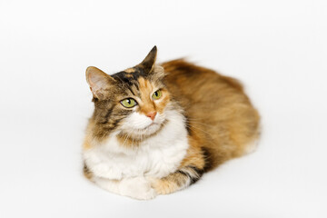 Tri-color long fur Calico cat is lying, looking to the side, on light gray background.