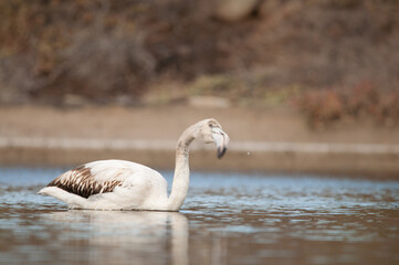Juvenile greater flamingo Phoenicopterus roseus shaking its head. Vargas. Aguimes. Gran Canaria. Canary Islands. Spain.