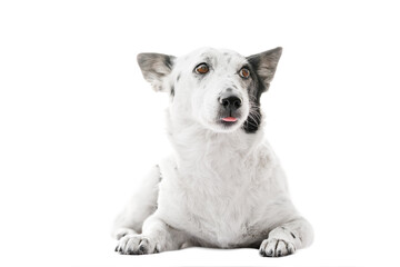Portrait of a beautiful black and white dog lying, sticking the tip of her tongue, looking to the side. Isolated on white.