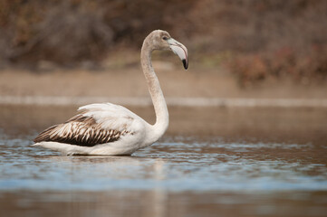Juvenile greater flamingo Phoenicopterus roseus in a pond. Vargas. Aguimes. Gran Canaria. Canary Islands. Spain.