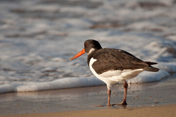Eurasian oystercatcher Haematopus ostralegus. Maspalomas. San Bartolome de Tirajana. Gran Canaria....