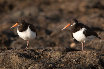 Eurasian oystercatchers Haematopus ostralegus resting. Maspalomas. San Bartolome de Tirajana. Gran Canaria. Canary Islands. Spain.