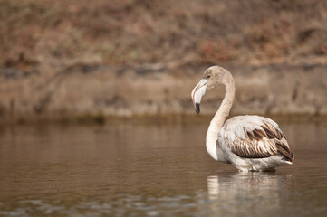 Juvenile greater flamingo Phoenicopterus roseus in a pond. Vargas. Aguimes. Gran Canaria. Canary Islands. Spain.