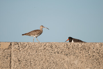 Eurasian whimbrel Numenius phaeopus and Eurasian oystercatcher in the background. Maspalomas. Gran Canaria. Canary Islands. Spain.