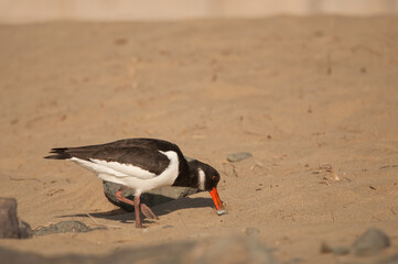 Eurasian oystercatcher Haematopus ostralegus searching for food. Maspalomas. San Bartolome de...