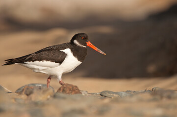 Eurasian oystercatcher Haematopus ostralegus. Maspalomas. San Bartolome de Tirajana. Gran Canaria. Canary Islands. Spain.