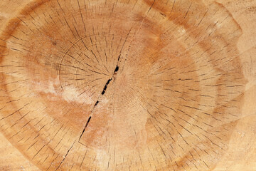 Log section macro photo with circular wooden pattern