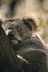 koala portrait sleeping on a tree 