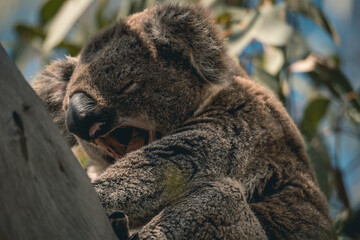close up of a cute koala sleeping on a tree branch