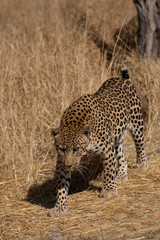a leopard searching for prey in the grasslands of Namibia's Kalahari Desert