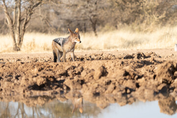 A jackal searching for prey in the grasslands of the Kalahari Desert in Namibia.