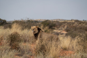 a large lion searching for prey in the grasslands of the Kalahari Desert in Namibia.