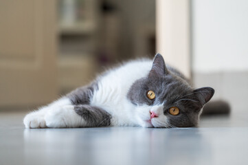 British Shorthair cat lying on the floor