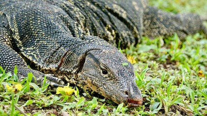 Waran, thailändische Großechse