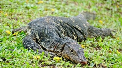 Waran, thailändische Großechse