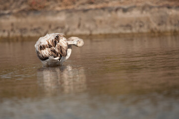 Juvenile greater flamingo Phoenicopterus roseus preening. Vargas. Aguimes. Gran Canaria. Canary Islands. Spain.