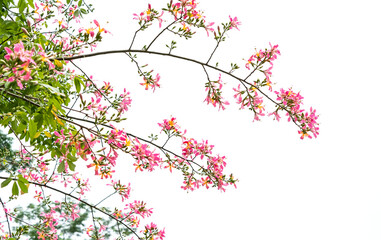 pink silk floss tree flower isolated on white background