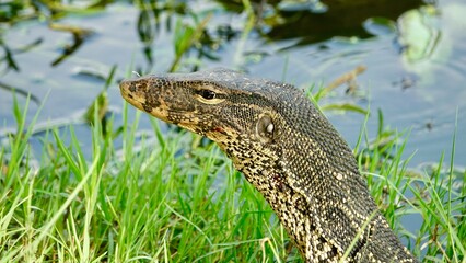 Naklejka premium Waran, thailändische Großechse