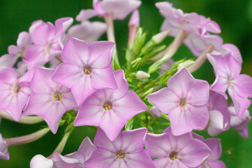 Paniculate phlox (garden phlox) in bloom, close up shot