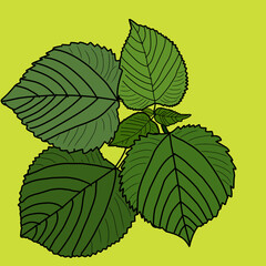 green leaves background