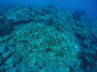 Diving on the reefs of Palau which is a‘bucket list’ diving destination. Some of the must-visit dive sites in Palau are the Blue Corner and the German Channel．