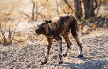 An endangered African wild dog pup isolated at the family group den