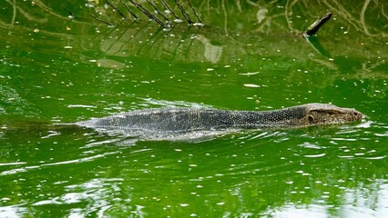 Waran, thailändische Großechse