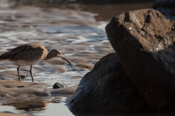 Eurasian whimbrel Numenius phaeopus eating. Maspalomas. San Bartolome de Tirajana. Gran Canaria. Canary Islands. Spain.
