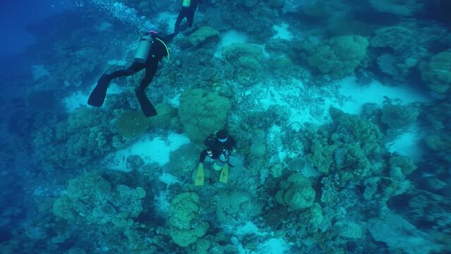 Diving on the reefs of Palau which is a&lsquo;bucket list&rsquo; diving destination. Some of the must-visit dive sites in Palau are the Blue Corner and the German Channel．
